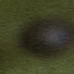 pcommonfruwaterstarwort