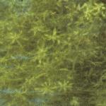pnarrowfolwaterstarwort