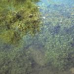 pnarrowforwaterstarwort