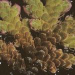 pwaterfoltfern