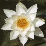 pwhiteflo1waterlily