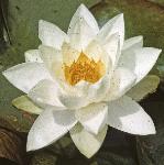 pwhiteflo2waterlily