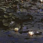 pwhiteforwaterlily
