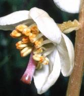 roundleavedwintergreen1
