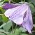 purplecfloclematiswikimediacommons1