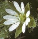 fcommonflochickweed