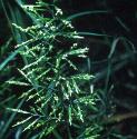 fernfflosgrass