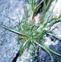 ffolseaarrowgrass