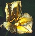 fringedfflowaterlily