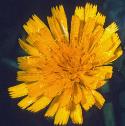 leafyfflohawkweed