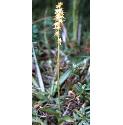 muskffor1orchid