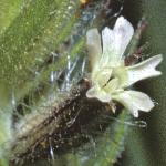 psmallflobudofloweredcatchfly