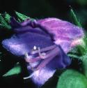 purplefflovipersbugloss