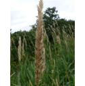 reedfflocanarygrassbritishflora