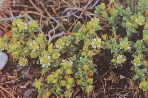 seasandworthonkenyapeploidespolunin