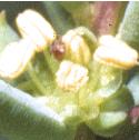 shrubbyffloseablite