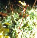 smallfforbladderwort