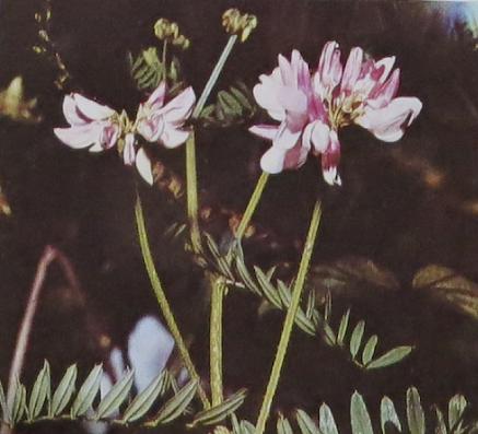 alpinemilkvetchastragalusalpinuspolunin1