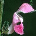commonfflohempnettle1