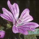 commonfflomallow1