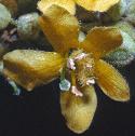 commonfflomullein1