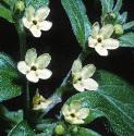 commonfflosgromwell1