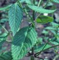 commonffolhempnettle
