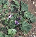 commonffolmallow1