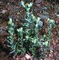 commonfforcudweed1