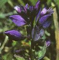 commonflosmilkwort1