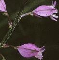 commonflos1milkwort