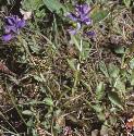 commonformilkwort