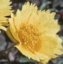 fcommonflorockrose