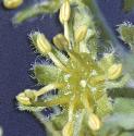 fieldfflomalemaple