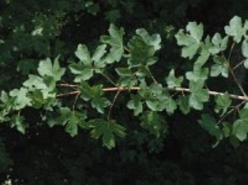 fieldmapleacercampestresaxifragaMarijkeVerhagen