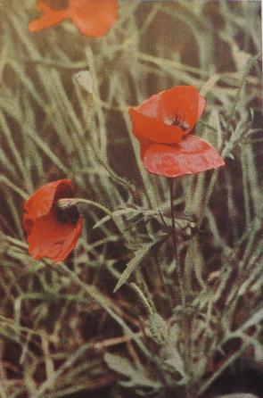 fieldpoppypapaverrhoeascorke