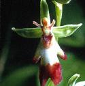 flyfflo34orchid