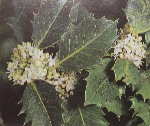 hollyilexaquifoliumpolunin1