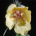 largefflofloweredmullein1