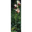 lateffor1spiderorchid1a