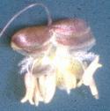 quakingfflograss