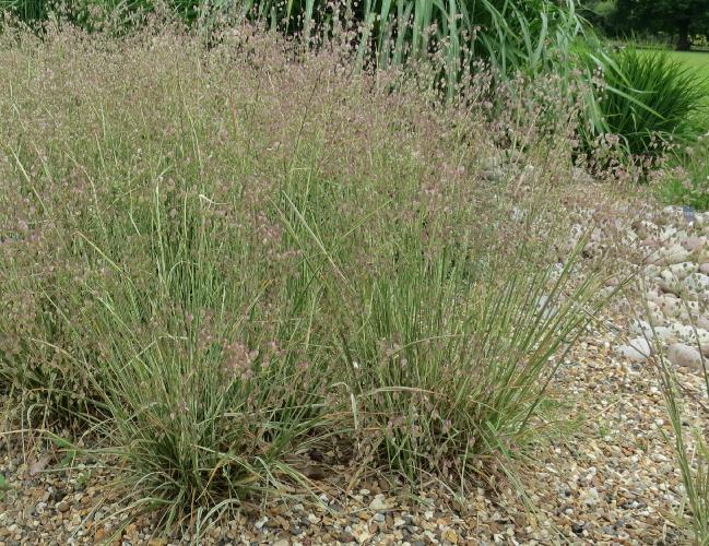 quakinggrassbrizamediarussellsgarnonswilliams1