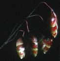 redfflosbudcfescue