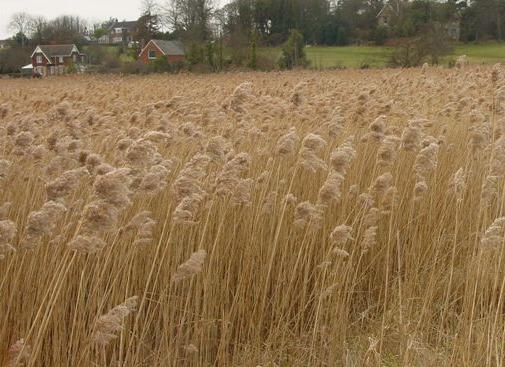 reedffor1britishflora1