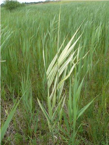 reedffor2britishflora1a