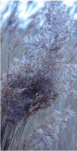 reedffrusbritishflora1