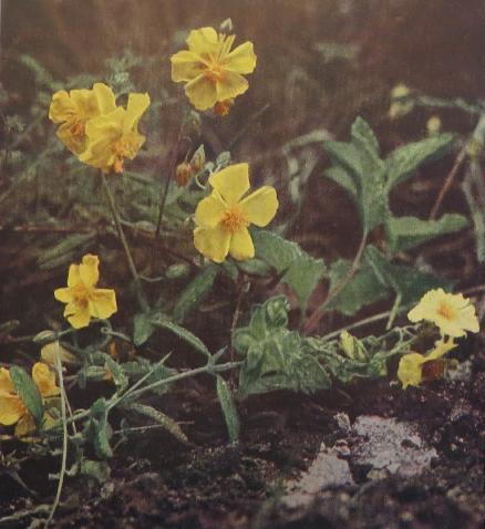 rockrosehelianthemumvulgarecorke1