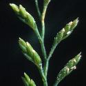 seafflomeadowgrass1