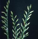 seafflosmeadowgrass1