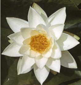 whitefflowaterlily1